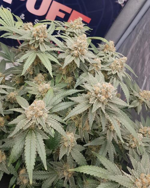 Forbiden Oreo. Week 13