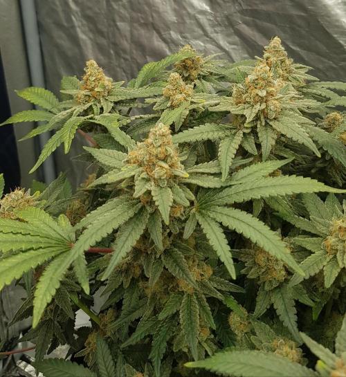 Forbiden Oreo. Week 13