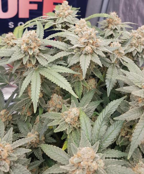 Forbiden Oreo. Week 13