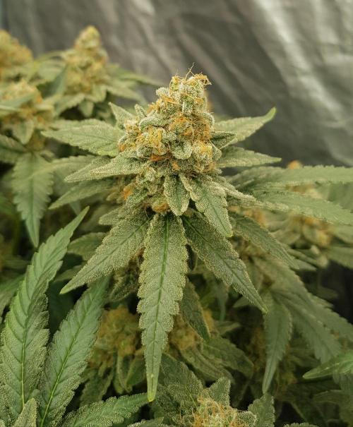 Forbiden Oreo. Week 13