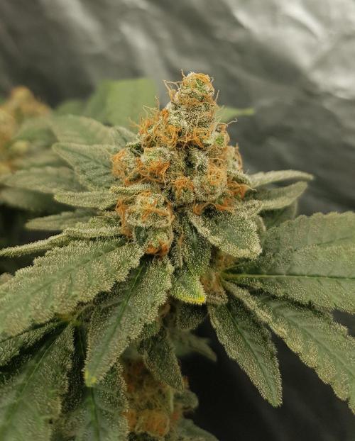 Forbiden Oreo. Week 13