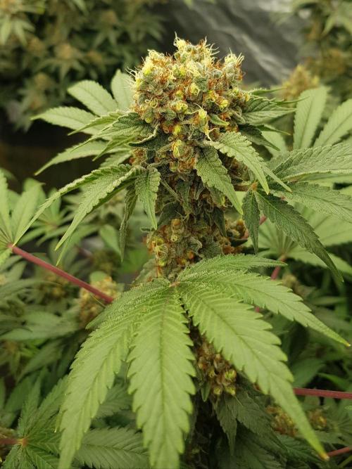 Home Of The Amnesia. Week 13