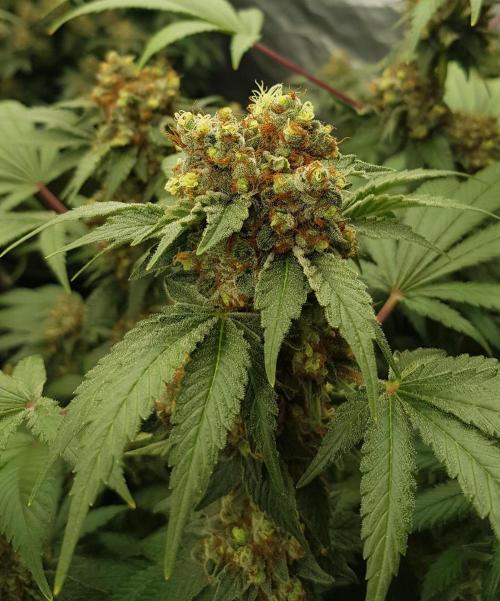 Home Of The Amnesia. Week 13