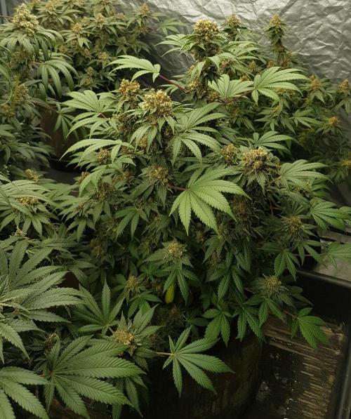 Home Of The Amnesia. Week 13