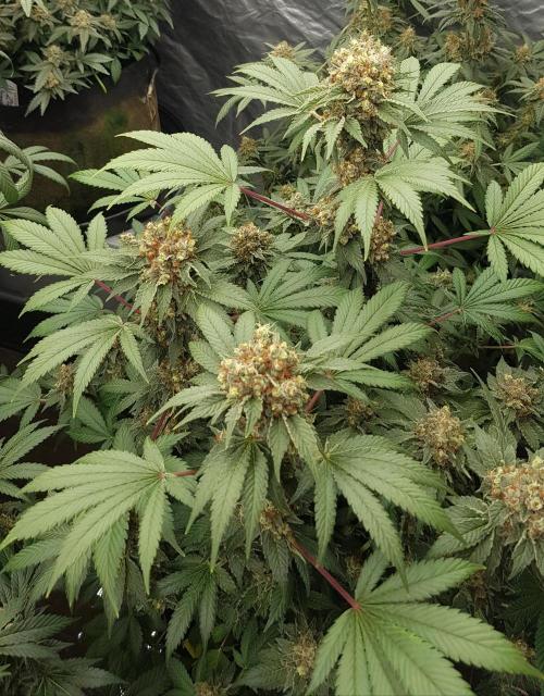 Home Of The Amnesia. Week 13