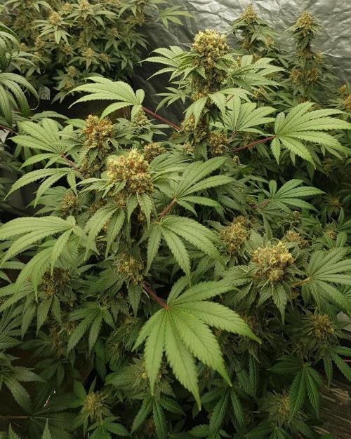 Home Of The Amnesia. Week 13