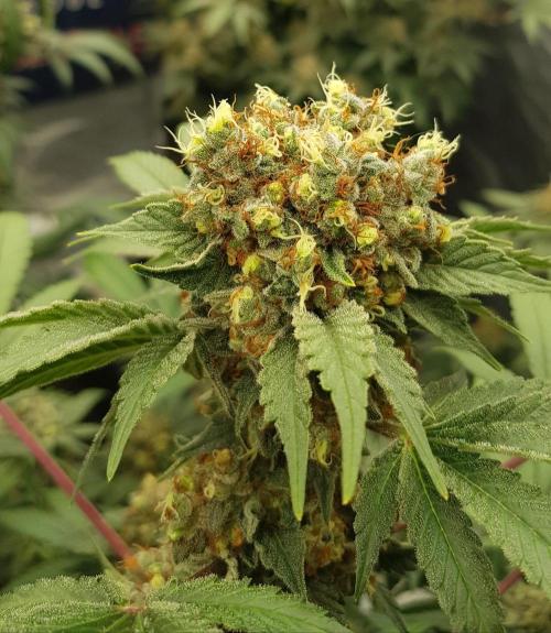 Amnesia. Week 13