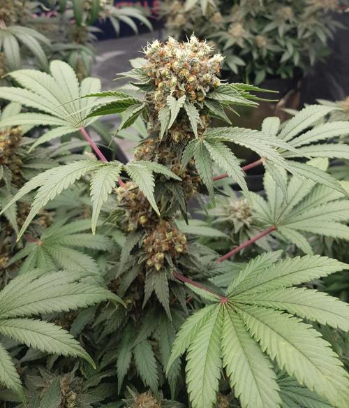 Home Of The Amnesia. Week 13