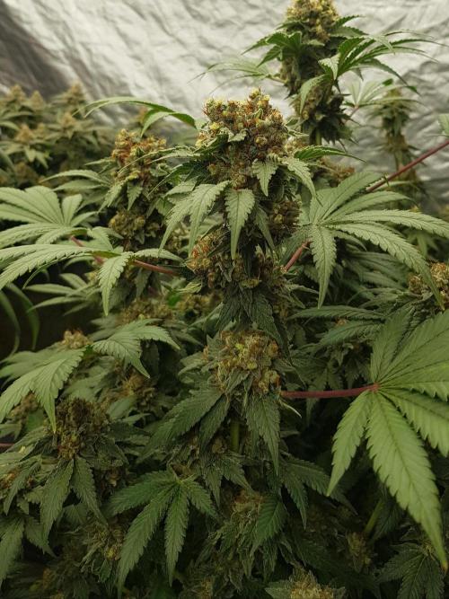 Home Of The Amnesia. Week 13