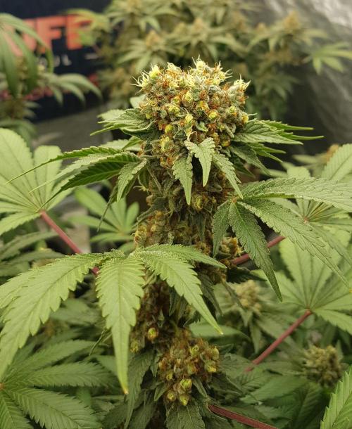 Home Of The Amnesia. Week 13