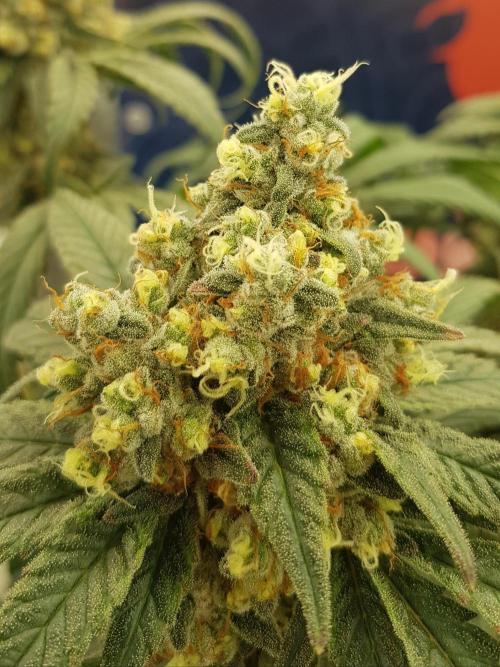 Pink Gelato. Week 13
