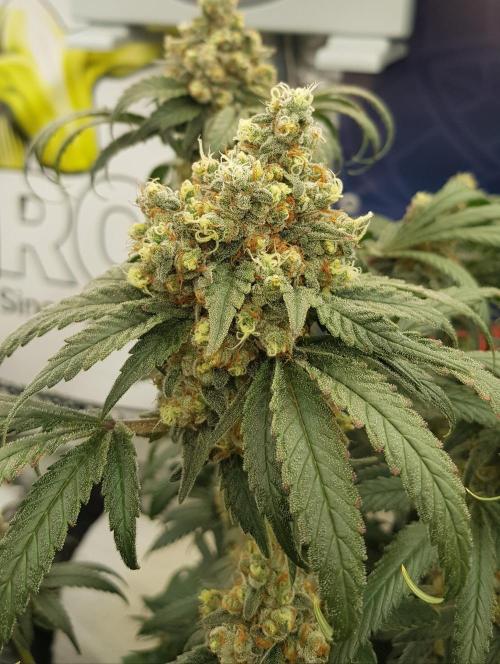 Gelato goes Pink. Week 13
