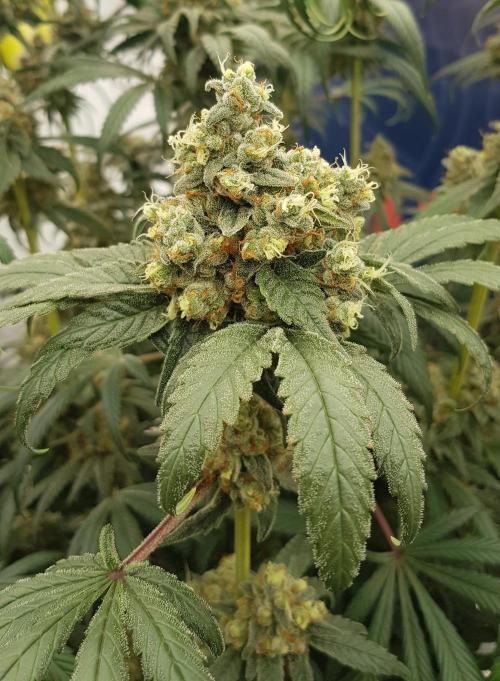 Gelato goes Pink. Week 13