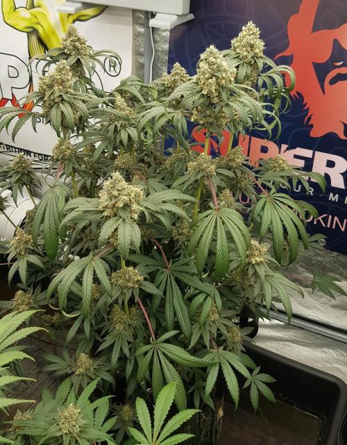 Gelato goes Pink. Week 13