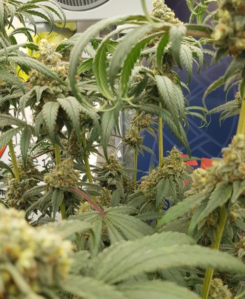 Gelato goes Pink. Week 13
