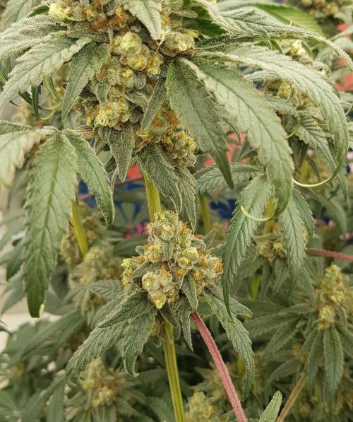 Gelato goes Pink. Week 13