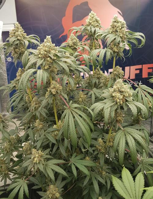 Gelato goes Pink. Week 13