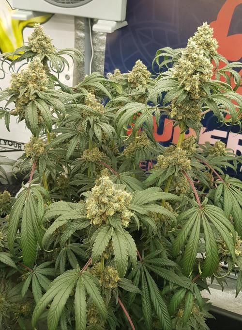 Gelato goes Pink. Week 13