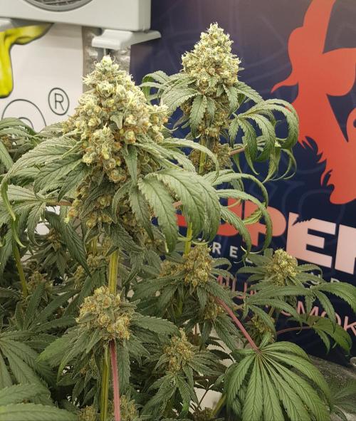 Gelato goes Pink. Week 13