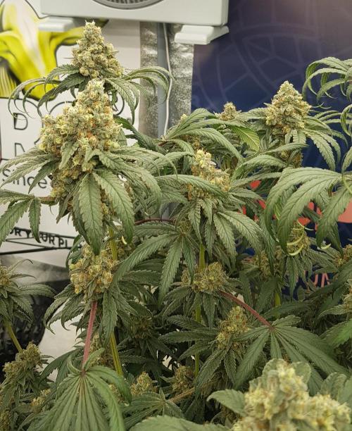 Gelato goes Pink. Week 13