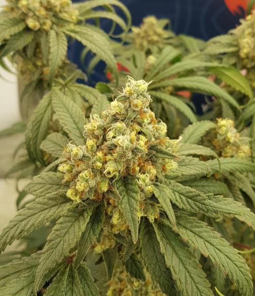 Gelato goes Pink. Week 13