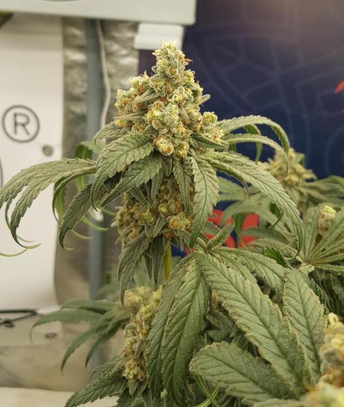 Gelato goes Pink. Week 13