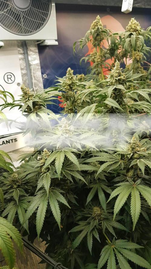 NEW BioBoost Seeds