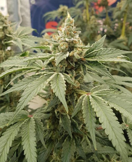 NEW BioBoost Seeds. Week 13
