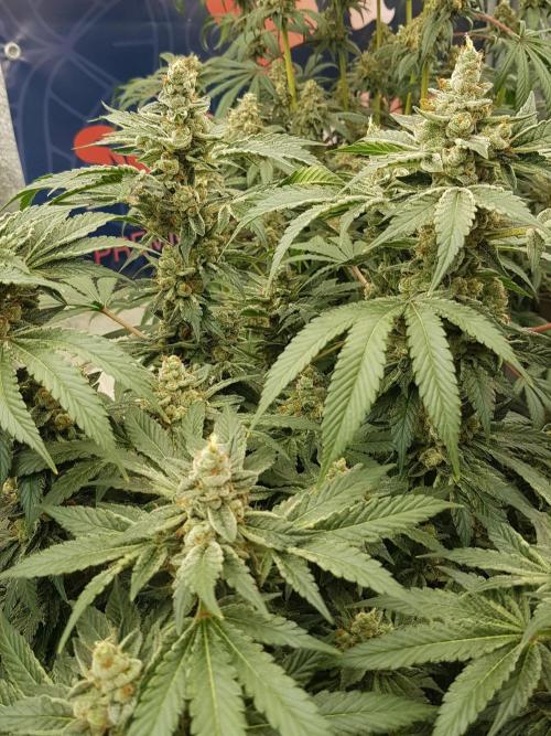 NEW BioBoost Seeds. Week 13