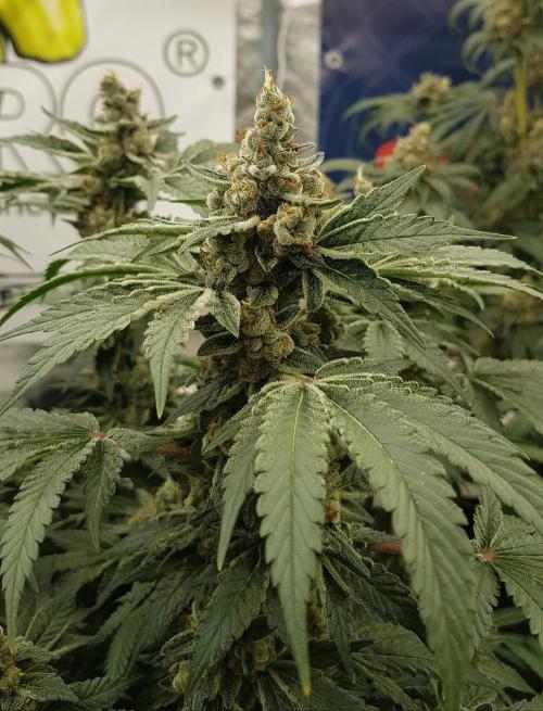 NEW BioBoost Seeds. Week 13