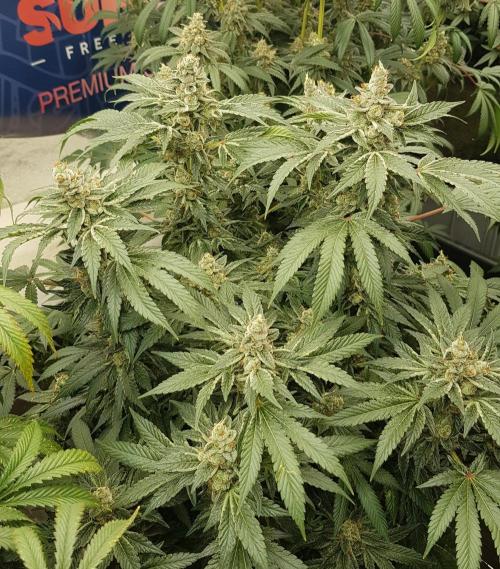 NEW BioBoost Seeds. Week 13