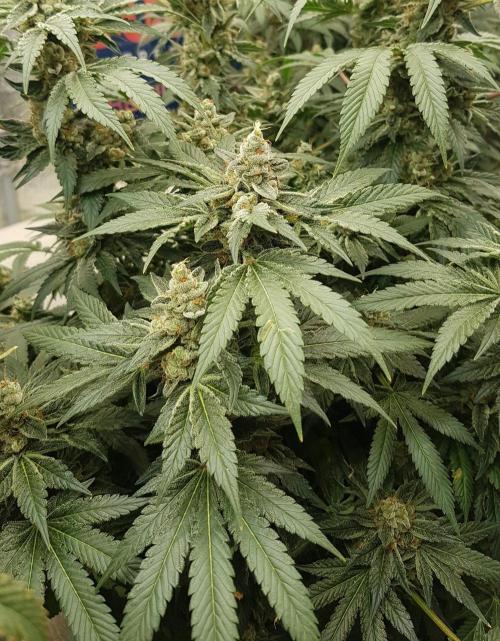 NEW BioBoost Seeds. Week 13