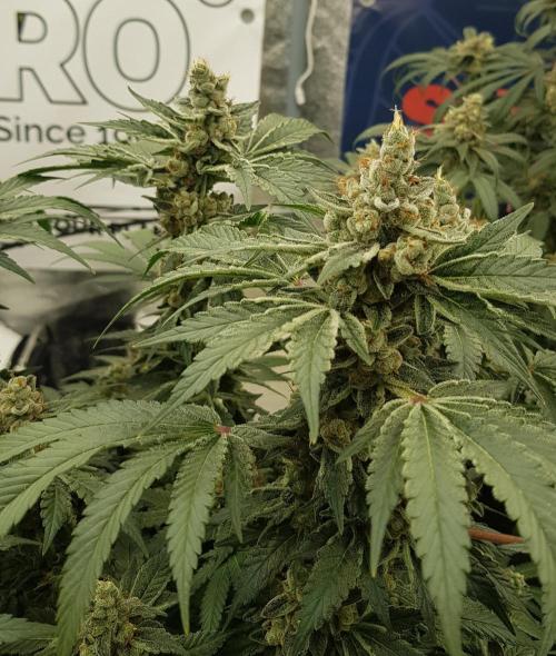 NEW BioBoost Seeds. Week 13