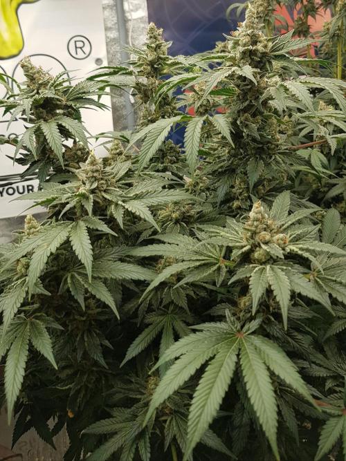 NEW BioBoost Seeds. Week 13