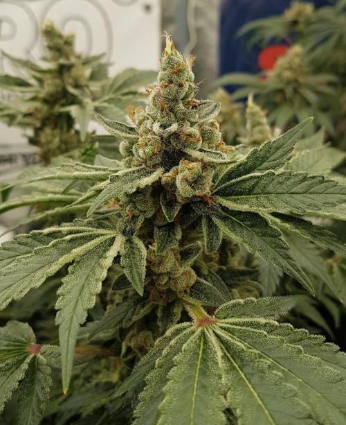 NEW BioBoost Seeds. Week 13
