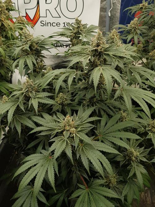 NEW BioBoost Seeds. Week 13