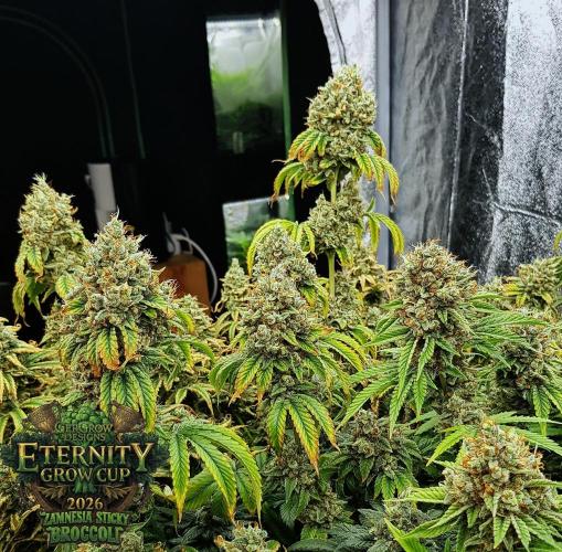 🥦Eternity Grow Cup |GGD. Week 13