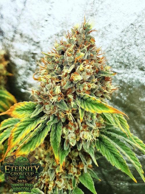 🥦Eternity Grow Cup |GGD. Week 13