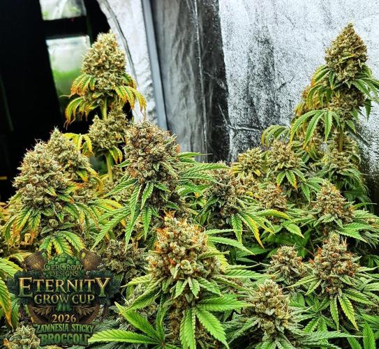 🥦Eternity Grow Cup |GGD. Week 13
