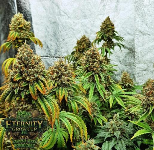 🥦Eternity Grow Cup |GGD. Week 13