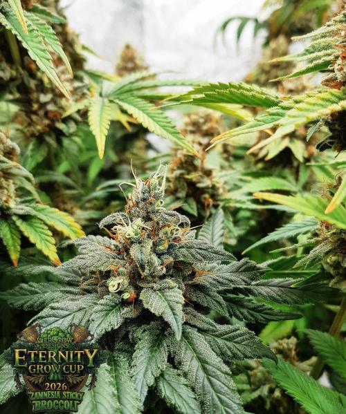 🥦Eternity Grow Cup |GGD. Week 13