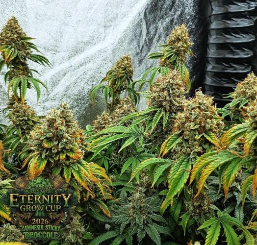 🥦Eternity Grow Cup |GGD. Week 13