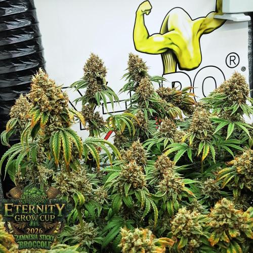 🥦Eternity Grow Cup |GGD. Week 13