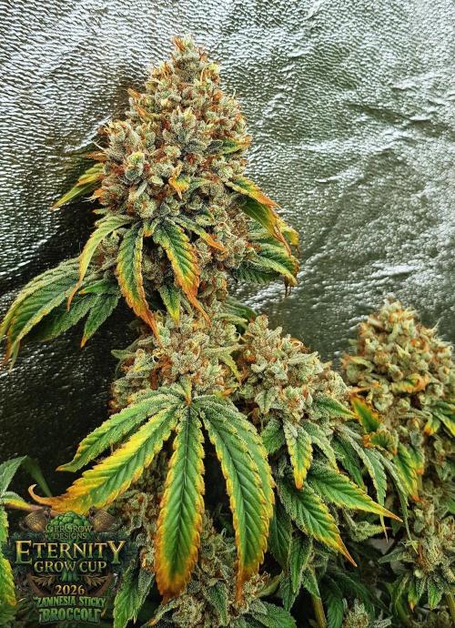🥦Eternity Grow Cup |GGD. Week 13