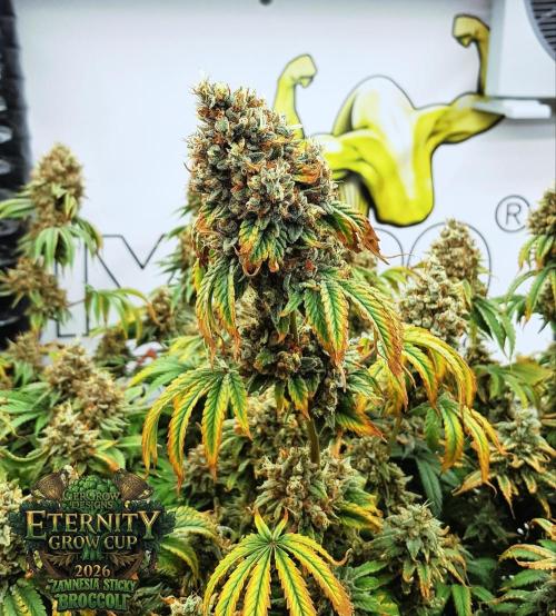 🥦Eternity Grow Cup |GGD. Week 13