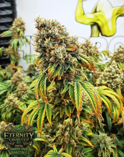 🥦Eternity Grow Cup |GGD. Week 13