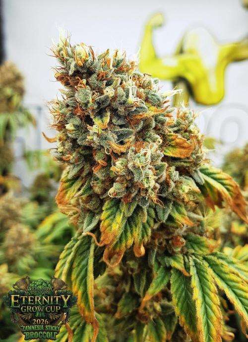 🥦Eternity Grow Cup |GGD. Week 13