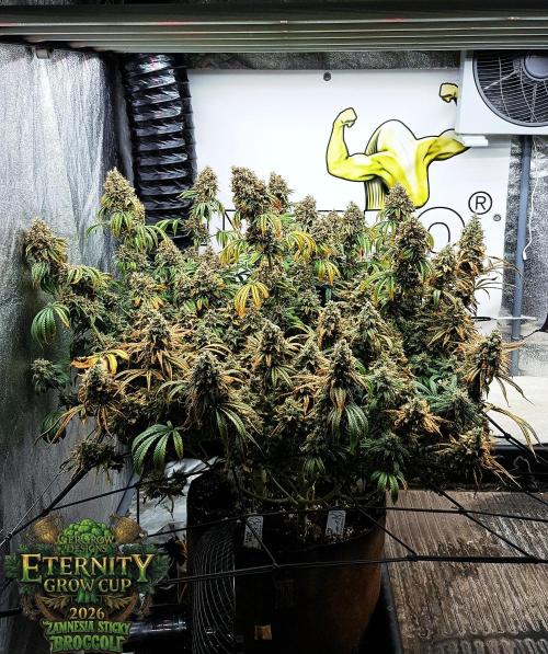 🥦Eternity Grow Cup |GGD. Week 13