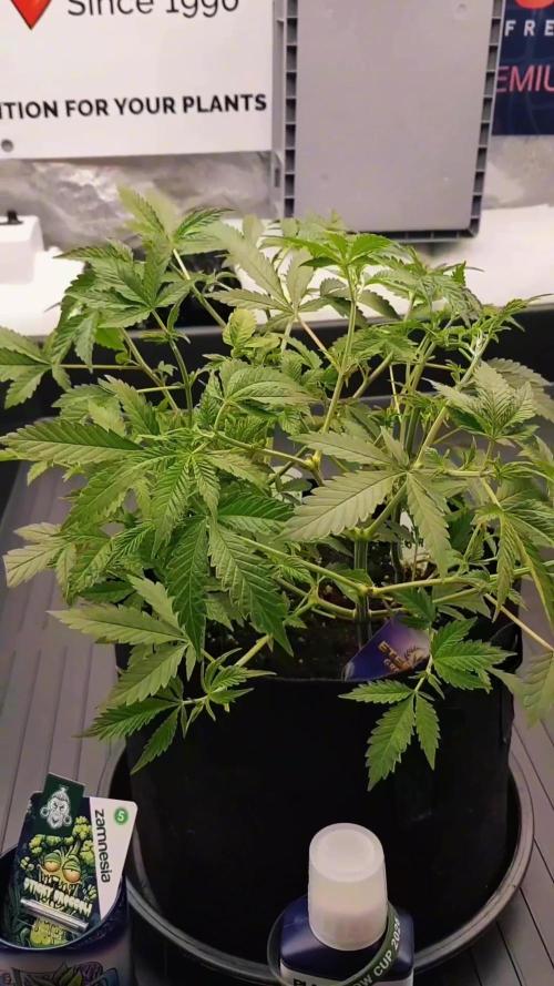 🥦Eternity Grow Cup |GGD