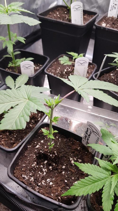 Poison Crafting. Week 3